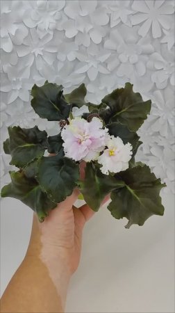 Фиалка ПТ-Лиаскай