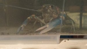 Австралийский рак. Своя ферма