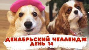 Декабрьские влоги: день рождения Лекси