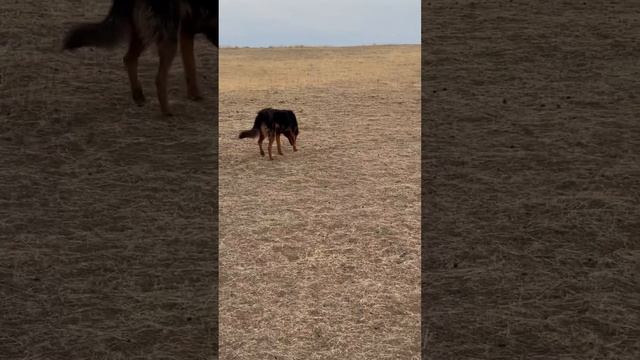 Загоняю овец #ферма #овцы #сельскаяжизнь