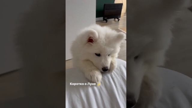 #самоед #самоедскаясобака #собака #собакадругчеловека #собакаулыбака #домашниеживотные#dog #samoyed смотреть онлайн