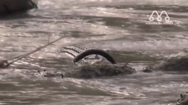 QUANDO O CROCODILO FICA EM APUROS