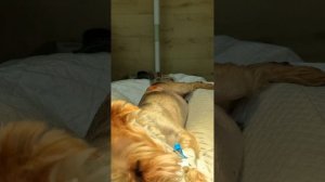 Удаление зубов, клыков у собак мелких пород, операция по удалению опухоли у йорка на спине