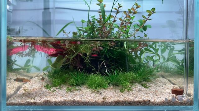 Dooa neo glass air cube 20x20 - wabikusa cube island 4 min bring peace to your mind смотреть онлайн