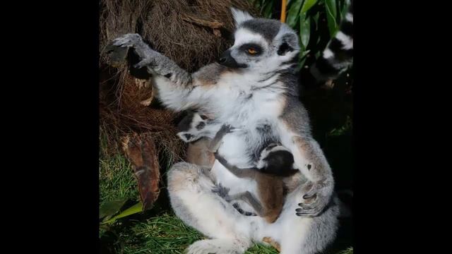 КОШАЧИЙ ЛЕМУР  7