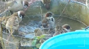 Воробьи купаться в ноябре)