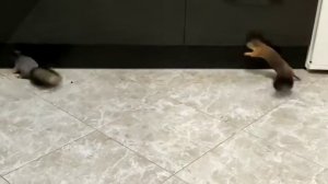 Движение белок / Squirrels movement