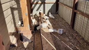 У моих голубей выходной . (1).mp4