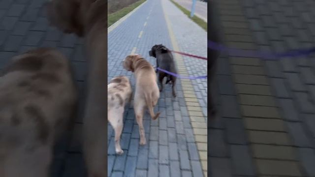 Красавцы щенки. Американский булли XL. 9 месяцев смотреть онлайн