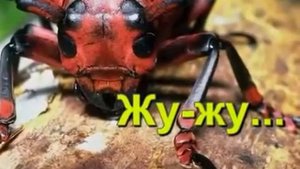 Жук жук пожужи
