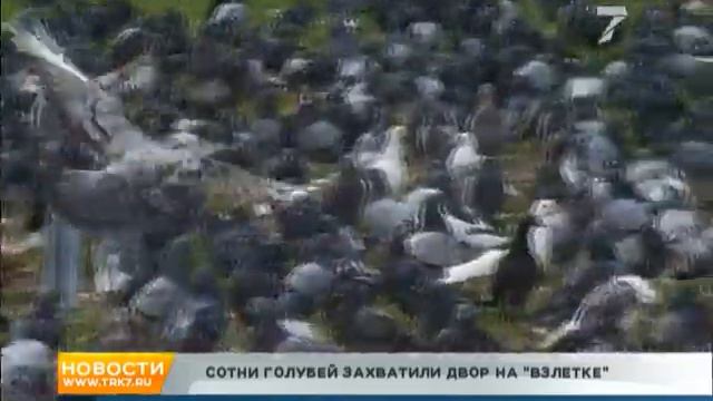 Сотни прикормленных голубей захватили двор на Взлетке смотреть онлайн