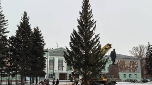 В Рубцовске установили главную городскую елку