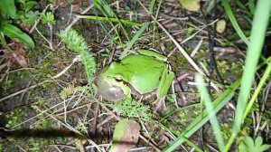 Квакающая квакша