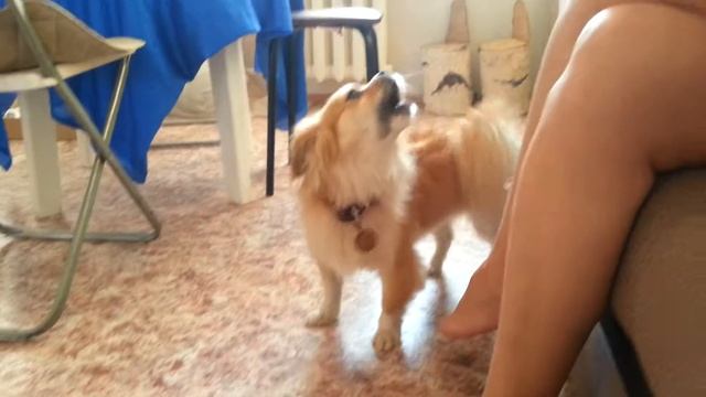 Собака болельщик футбола. Россия-Испания.. Гоооол !!! смотреть онлайн