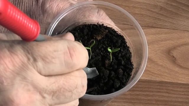 Итоги всходов баклажанов, первые важные работы с рассадой.