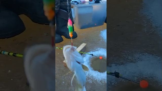 Булер № 4 от  Mr.Musurok в деле 🎣