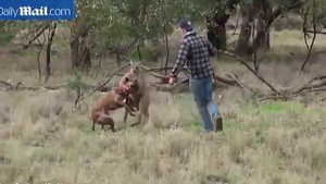 Кенгуру vs Человек