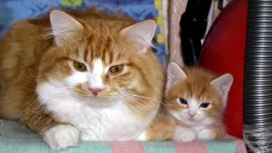 Кот Марсик и его сынок