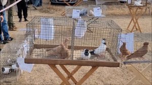 Сельские голуби. 08 10 .2023 года. Ярмарка голубей,город Светлоград.