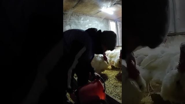 Зачем добавлять песок в рацион индюка?  ТГК - DanilaFermer #shorts #farmlive #farming #песок #индюк