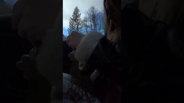 Было? #вязание #shorts #вязаниекрючком #блогпровязание смотреть онлайн