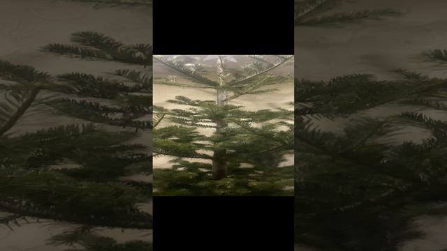 Купили и установили по просьбе детей ёлку. смотреть онлайн