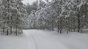Снова за окном зима.