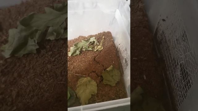 Как растут палочники