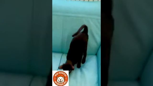 Котодром от Бобров