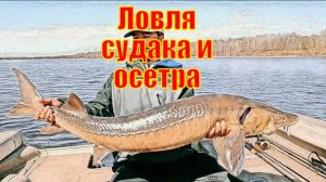 Ловля судака и осетра (Самая крупная рыба в нашей жизни)