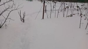 Ежевика Бжезина. Зимовка без укрытия.