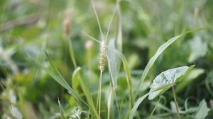 Объектив Зенит Zenit Zenitar 50 фотообъектив