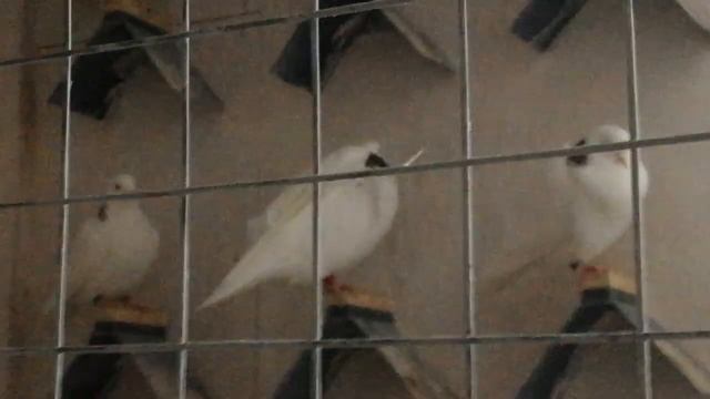 То-ли врать не умею, то ли птица у меня г.....mp4 смотреть онлайн