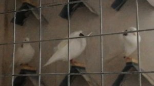 То-ли врать не умею, то ли птица у меня г.....mp4