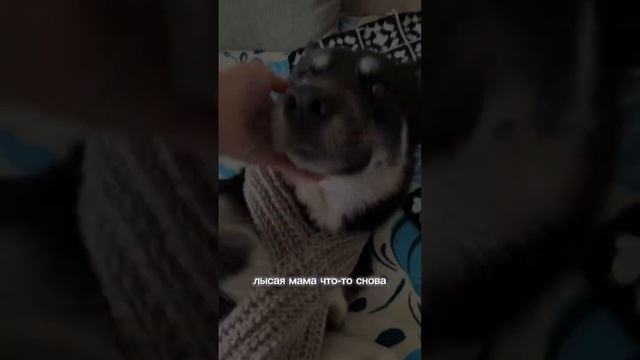 Связала шарф для собаки часть 2. смотреть онлайн