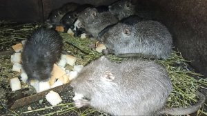 НЕ хочется но НАДО идти на ХОЗЯЙСТВО! 16.11.24