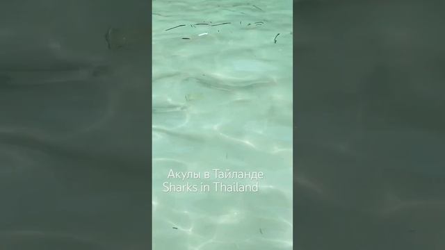 Акулы сделали шикарный пляж некупабельным