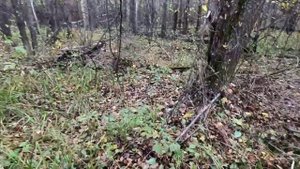 охота на кабана с лайками. собаку порезал секач.