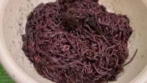 Черный принц и Дендробена червь