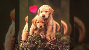 ❤️Я тебе поставлю лайк ❤️