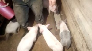 За сколько съели 40 кг корма 8 поросят, возрастом 2 месяца! Какой вес набрали за 3 дня! Свиноводство