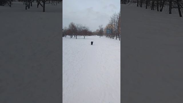 Далеко убежал #домашниепитомцы #собаки #напрогулке