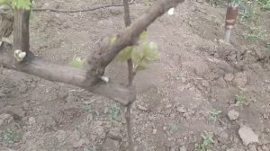 Удаление ненужных побегов винограда для начинающих
