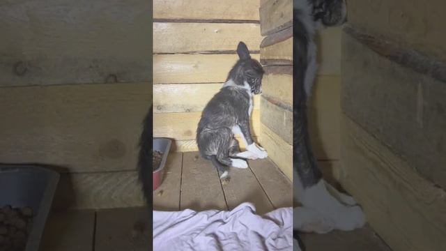 Привет из ДОМА от Одри🥰 #возьмисобакуизприюта #собакадругчеловека