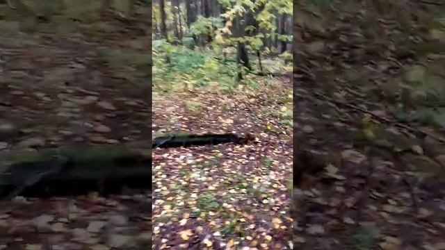 Йети. Где-то в Кировской области смотреть онлайн