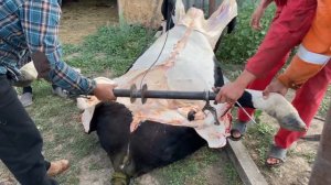 #9 Дневники фермеров. Разделываем КРС, путаем лошадей.