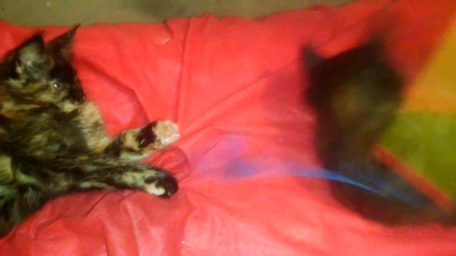 Отбор Мейн-кунов в разведение. Маруся и Матильда Мейн-куны Breed. Перспективные крупные кошечки смотреть онлайн