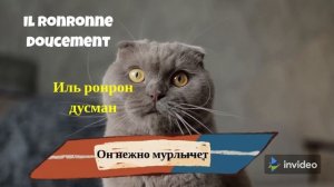 Говорю на французском языке на полном автомате!