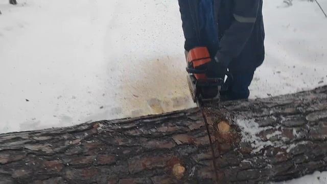 Валка дерева бензопила не хочет работать