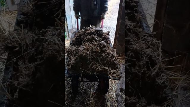 чистим у телят . ТГК - DanilaFermer #farmlive #farming #корм #деревня #рекомендации #shorts #работа